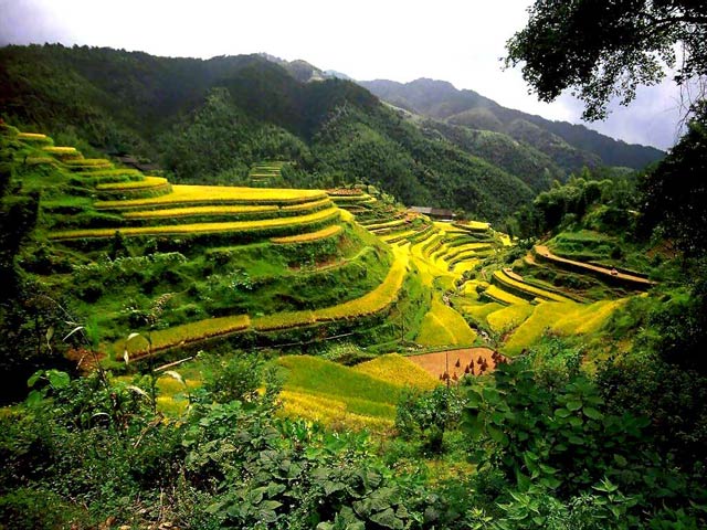 China Rice Terrace